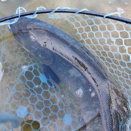 今季２匹目のイトウをキャッチ ～フィッシングパーク高島の泉～